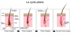 cycle poil